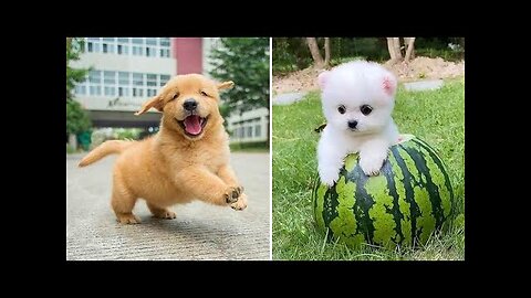 TOP 10 dog barking videos compilation ♥ Dog barking sound - Funny dogs