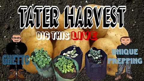 Potato Harvest 2023 with Unique Prepping & the Ghettos