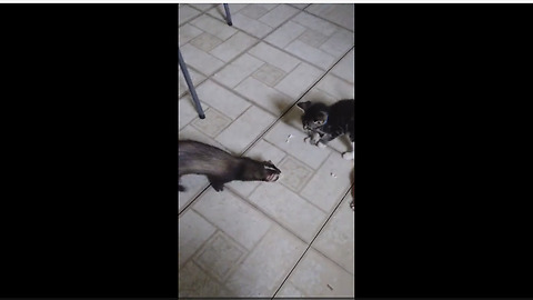 Ferret meets new kitten addition for the first time