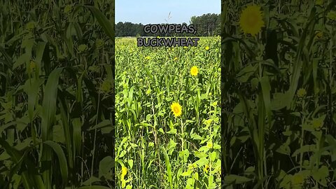 Sunflowers in a Cover Crop Mix #covercrops #regenerativeagriculture #soilhealth