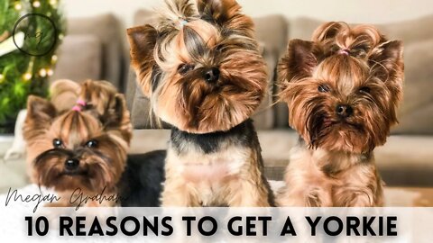10 Reasons To Get A Yorkie
