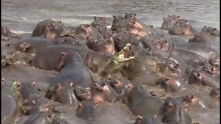 30 flodhästar attackerar en krokodil
