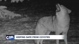 How to keep coyotes away