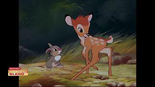 Bambi Contest