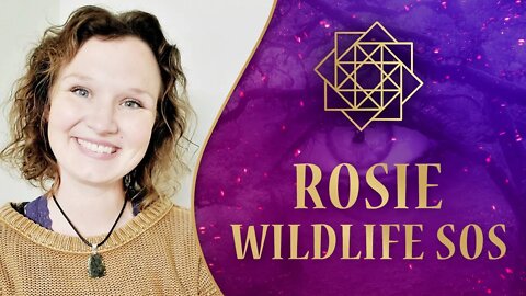 Energy Healing for Rosie WildLife SOS Elephant