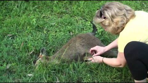Baby Kangaroo rescue after mother Kangaroo death