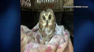 Tiny owl rescued from 30 Rock Christmas tree at New York City's Rockefeller Center