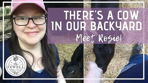 There's a Cow in Our Backyard! | Meet Rosie the Bottle Baby Calf