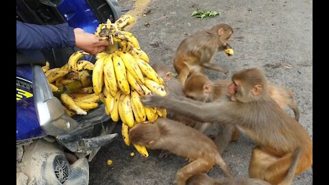 Monkey like to eat banana || feeding banana to the monkey || Monkey man