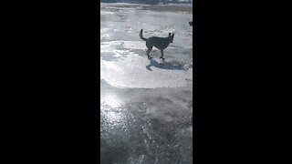 German Shepherd on Ice