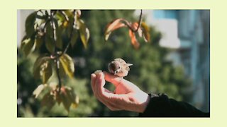 Watch cute birds 🕊🕊🕊