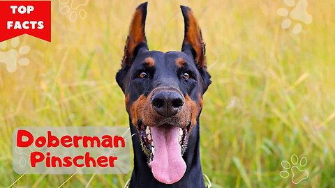 The Doberman Pinscher Is an Intelligent, Discerning, and Fearless Guardian