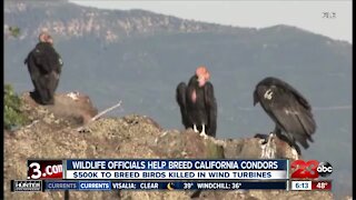 Wildlife officials help breed California condors, $500K to breed birds killed in wind turbines