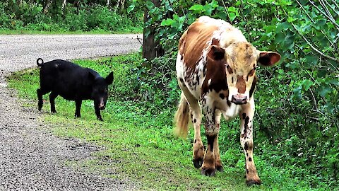 Cow and his wild pig friend casually stroll down the road in Tonga