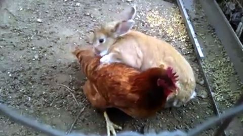 Chicken Gets Annoyed By Snuggling Bunny