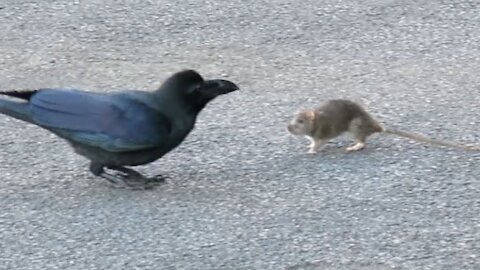 strange relationship between a crow and a mouse.