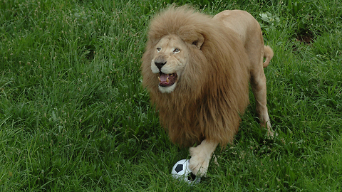 This Big Cat Likes To Play Soccer