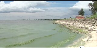 Blue-green algae causes concerns about fish