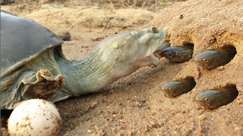 Monster tortoise hunting fish