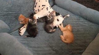 Dalmatian adopts five adorable kittens