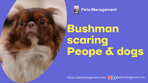 Bushman Prank on Dogs