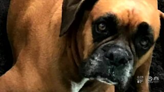 Toxic algae claims life of dog, pet owner says