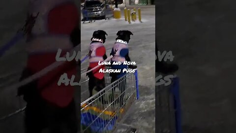 Shopping with Luna and Nova - The Alaskan Pugs