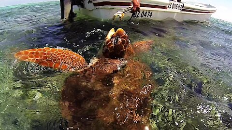 Endangered sea turtle gets a little help from fishermen in Belize