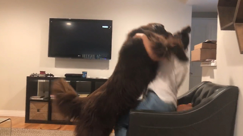 Overly-excited Newfoundland takes down owner