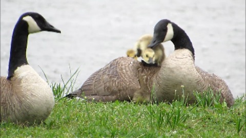 Canada Geese and Goslings in the Rain