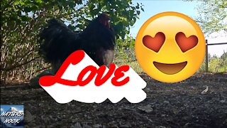 Chicken Love - Chickens Gone Wild - Rooster "Wrestles a Hen"