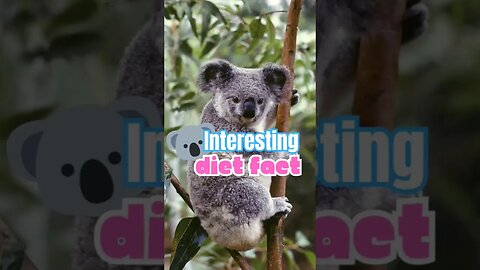 Epic Koala Facts: Peculiar Eating Habits #koala, #peculiareatinghabits, #koalafacts