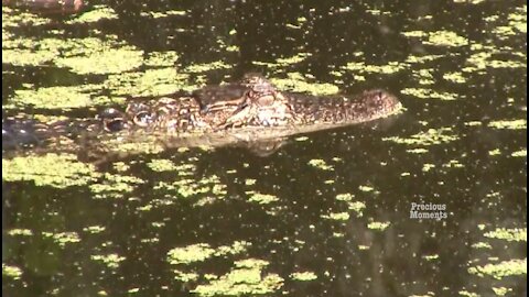 Alligator in Georgia takes a closer look