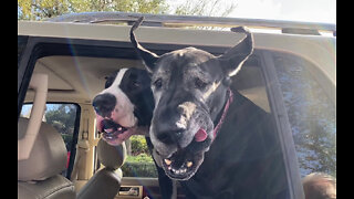 Hungry doggies enjoy tasty whipped cream treats