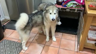 Confused huskies caught in totally awkward position