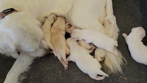 Part 2 | Golden Retriever Puppies making Cute Sounds, Sleeping, Wriggling, Twitching and Snuggling!