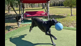 Funny Great Danes Enjoy Super Jolly Ball Bowl Touchdowns & Tackles