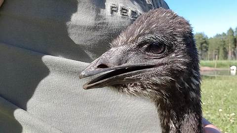Smart emu comes to owner when called