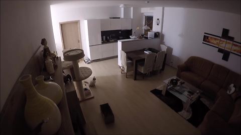 Security Home Footage Shows What Cat Does While Alone