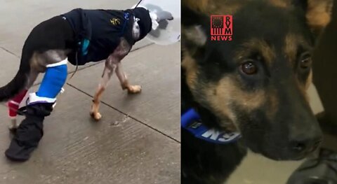 🐕‍🦺 K9 Sacrifices Himself During Intense Shootout With A Sexual Predator