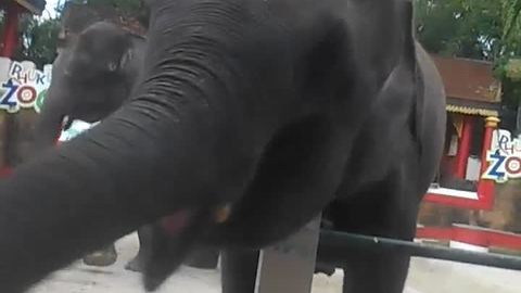 Dancing elephant busts a move for treats