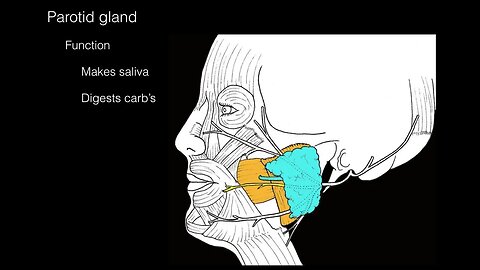 Parotid gland