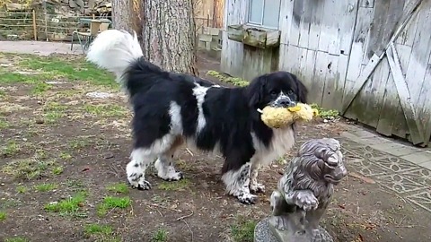 Gorgeous Giant Dog in Slow Motion!!