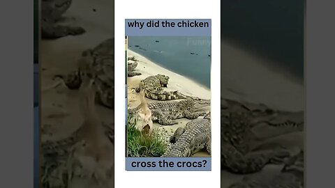 Why did the chicken cross the ? funny animal videos #shorts