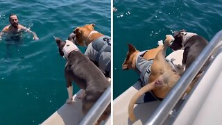 Puppy Accidentally Knocks Dog Off Boat Into The Water