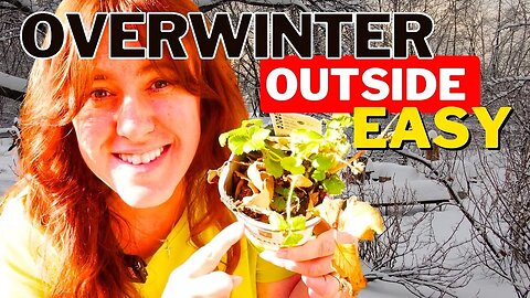 Overwintering Perennials In Containers Outdoors 🪴