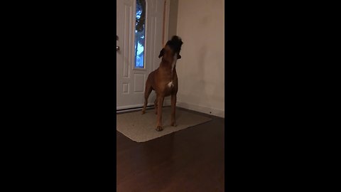 Howling Dog Wants To Be A Wolf For Halloween