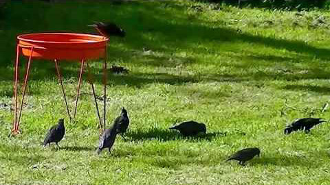 IECV NV #46 - 👀 House Sparrows Drinking Out Of The Birdbath🐤🐤& European Starling Fighting 6-2-2014