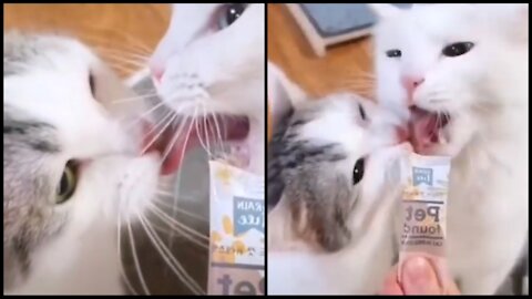 A cat bite the cat's tongue