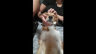 Extremely relaxed dog nearly falls asleep during thorough massage